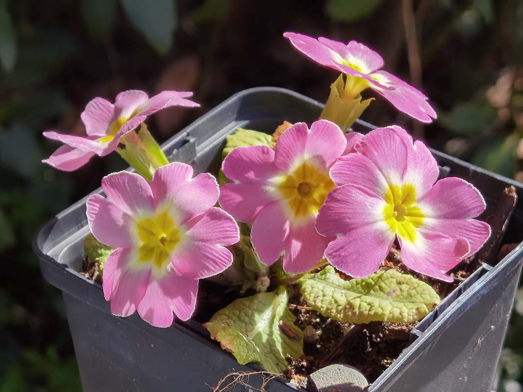 Primula vulgaris subsp. sibthorpii photo